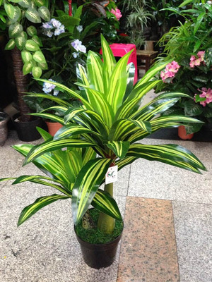 仿真植物批发新风尚 揭秘工厂特价巴西铁叶假树的室内装饰魅力